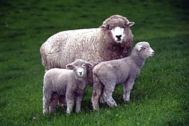 Corriedale Ewe and lambs © Graham Meadows Photography