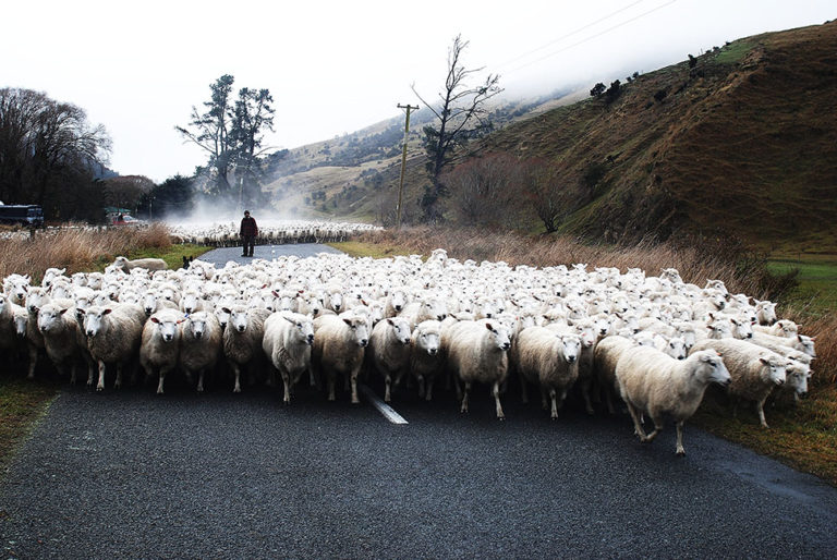 Moving sheep
