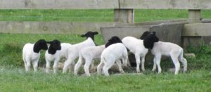 Dorper Lambs