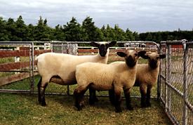 Hampshire Ewe with lambs