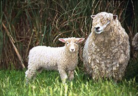 Lincoln Ewe and lamb © Graham Meadows Photography