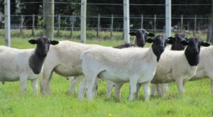 Dorper Ram Lambs