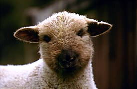 Oxford lamb © Graham Meadows Photography