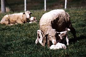 Polwarth Ewe with lambs