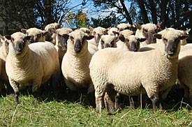 Mixed age Shropshire ewes