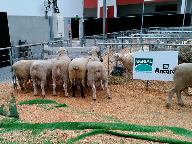 The Line Up of All Breeds Meat Ram Hoggets Waikato Show 2016