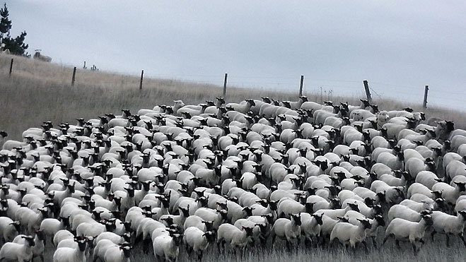 South Suffolk ewes