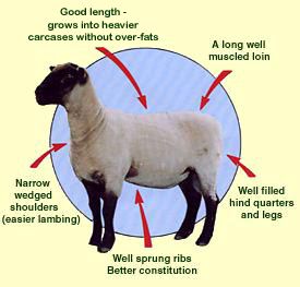 South Suffolk breed description