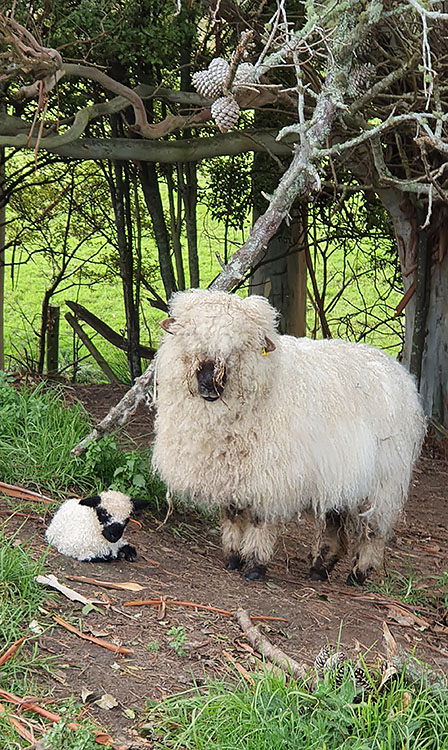 F1 Valais ewe with her F2 Valais ewe lamb