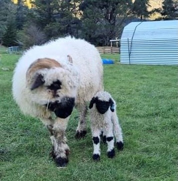 F2 ewe with her F3 lamb - Lynley Fox