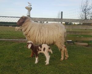 Awassi Ewe with Lamb, Canterbury