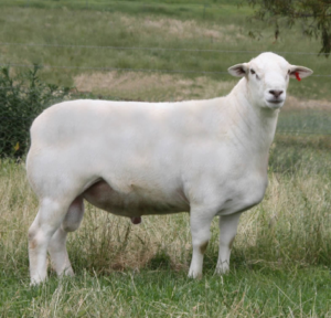 Austarlian White Ram