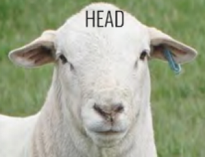 Australian White ram head