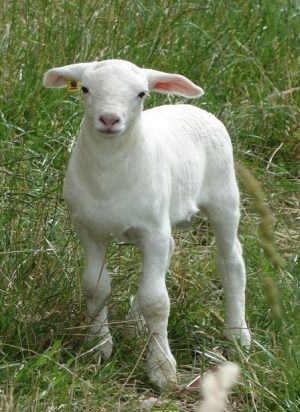 Australian White Lamb