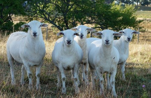 Twelve-months-old ram and ewes